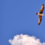 Goéland, Gull, Gaviota,שחף , 鸥属,\کاکایی